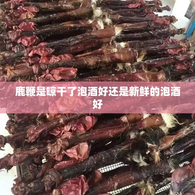 鹿鞭是晾干了泡酒好还是新鲜的泡酒好